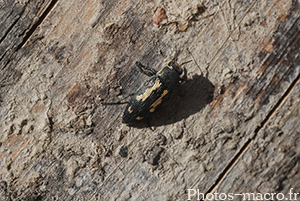 Buprestis novemmaculata